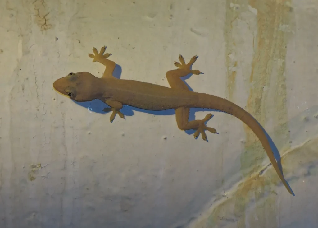 شركة مكافحة الوزغ بالجبيل