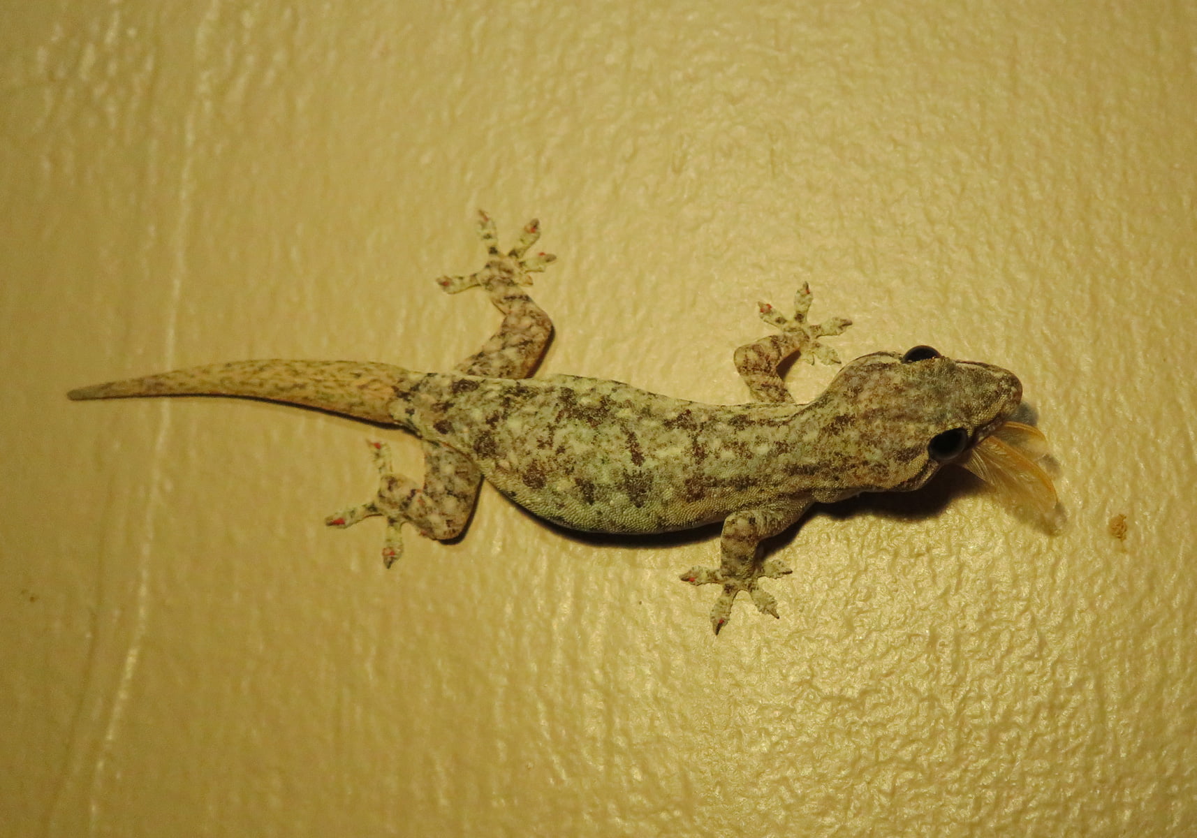 شركة مكافحة الوزغ بالجبيل