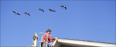 شركة تركيب طارد الحمام بالدمام