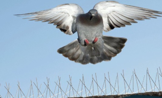 أخطاء شائعة عند تركيب طارد الحمام تؤدي إلى عودة الطيور خلال أيام (وكيف يمكن تجنّبها؟)